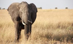 African Elephant, Serengeti, Tanzania