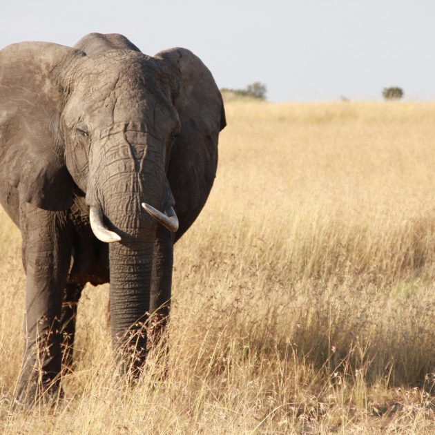 African Elephant, Serengeti, Tanzania
