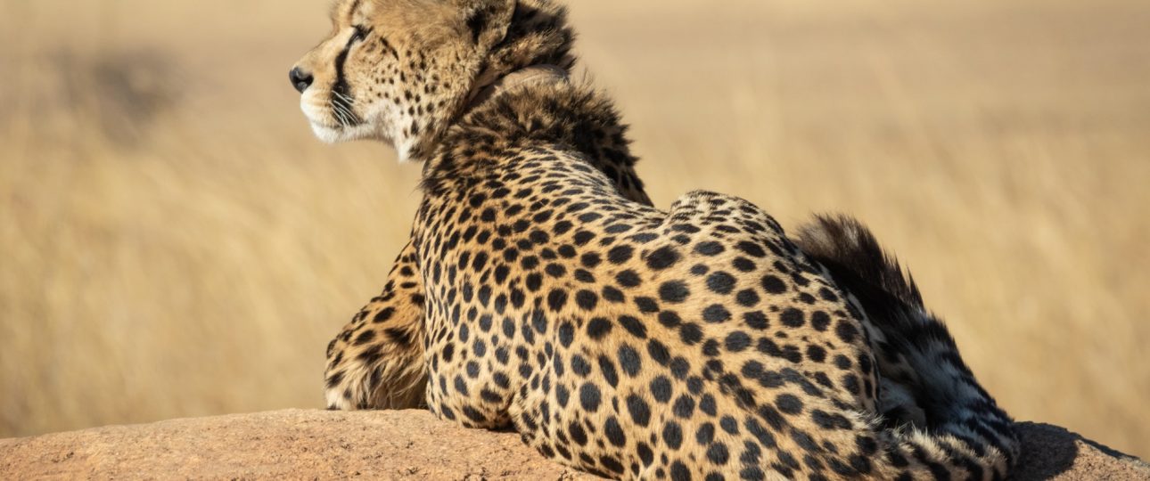 Cheetah resting in Serengeti Plain