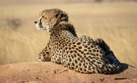Cheetah resting in Serengeti Plain