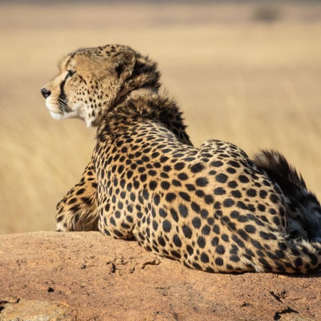 Tanzania safari packages