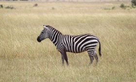 Safari Packing List