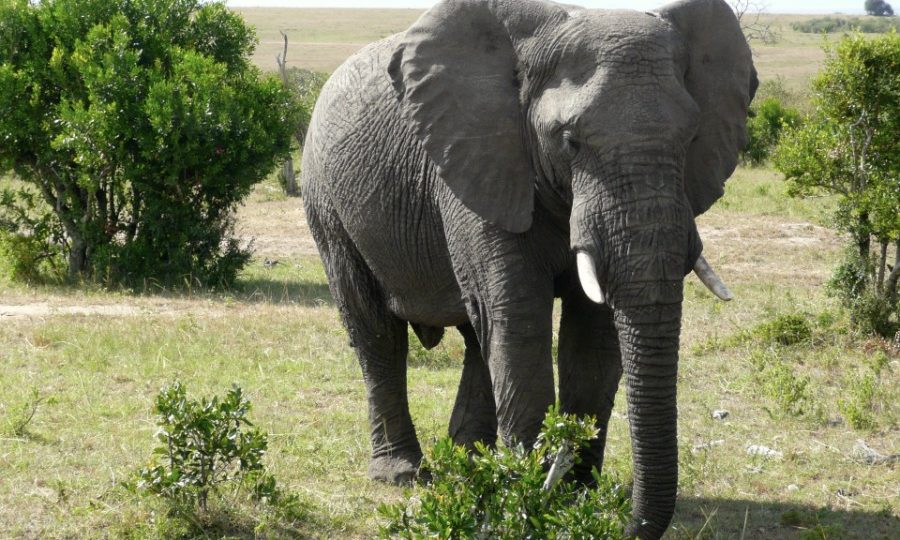 Travel Tips For An African Safari