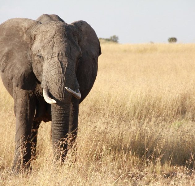 10 Day Northern Circuit Safari