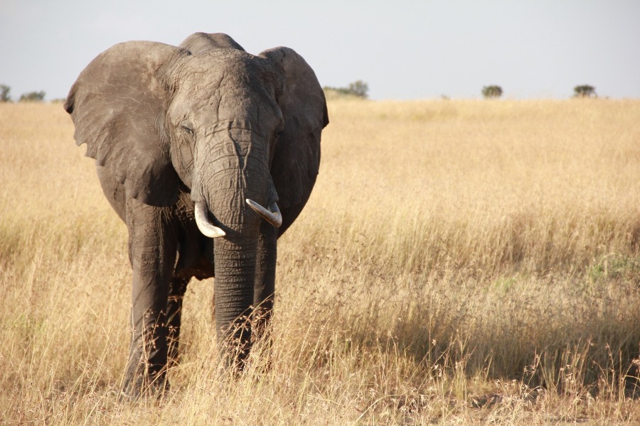 10 Day Northern Circuit Safari