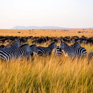 10 Day Serengeti Lake Victoria Tour