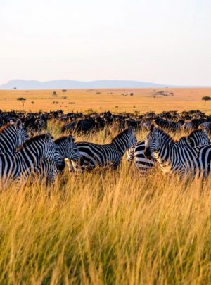 10 Day Serengeti Lake Victoria Tour