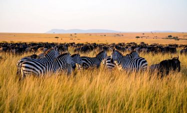 10 Day Serengeti Lake Victoria Tour