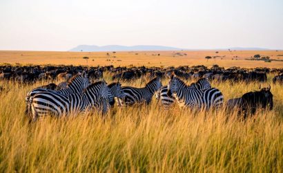 10 Day Serengeti Lake Victoria Tour
