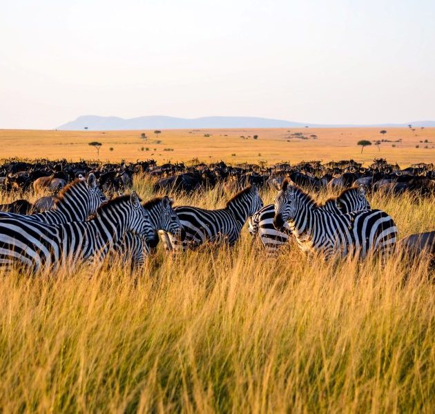 10 Day Serengeti Lake Victoria Tour