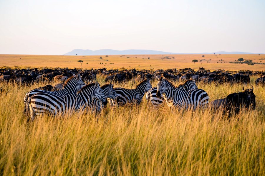 10 Day Serengeti Lake Victoria Tour