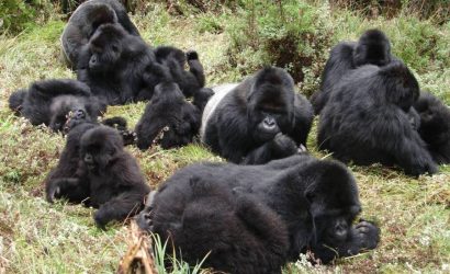3 Day Gorilla Tracking Safari