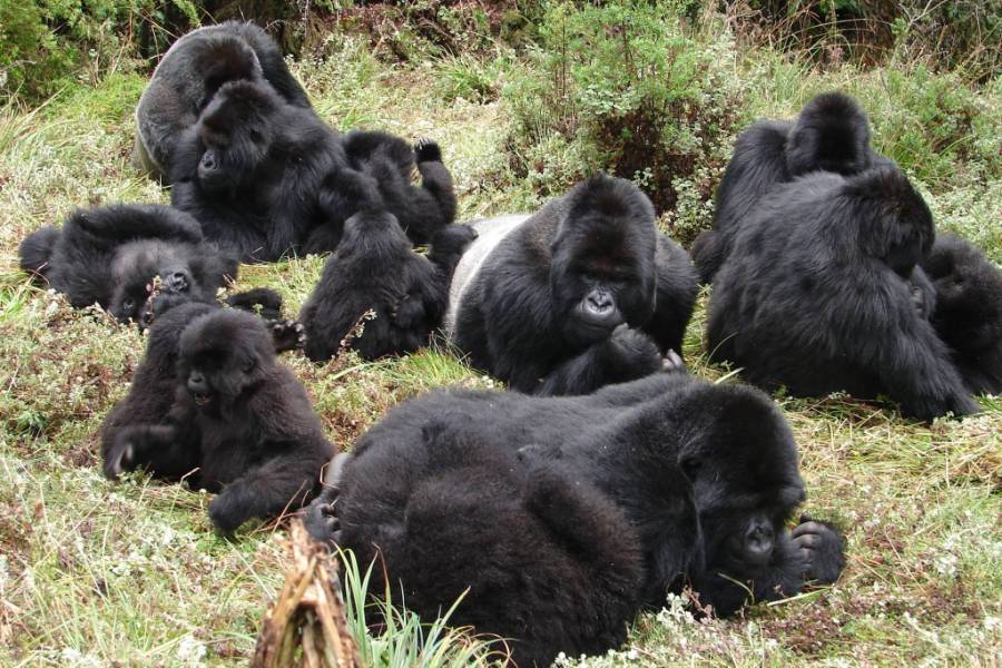 3 Day Gorilla Tracking Safari