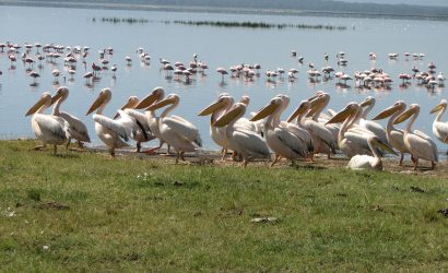 3 Day Manyara, Ngorongoro, Tarangire Safari