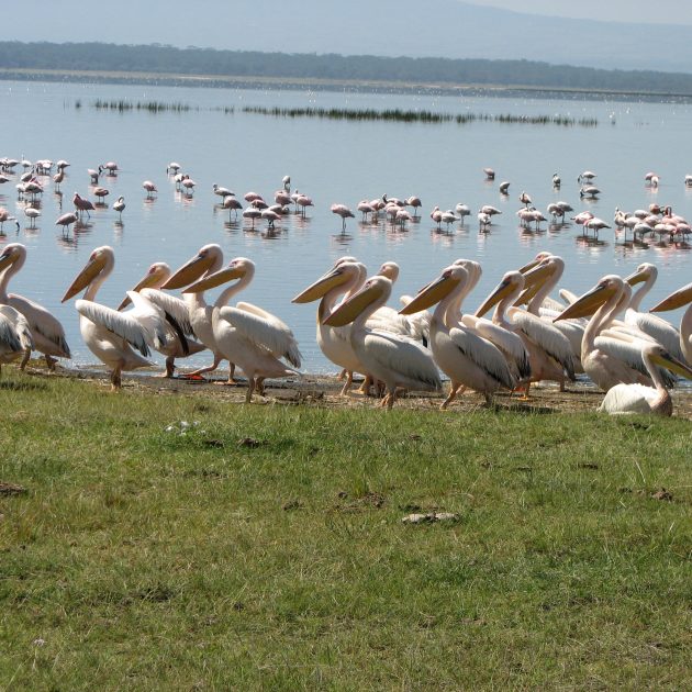3 Day Manyara, Ngorongoro, Tarangire Safari