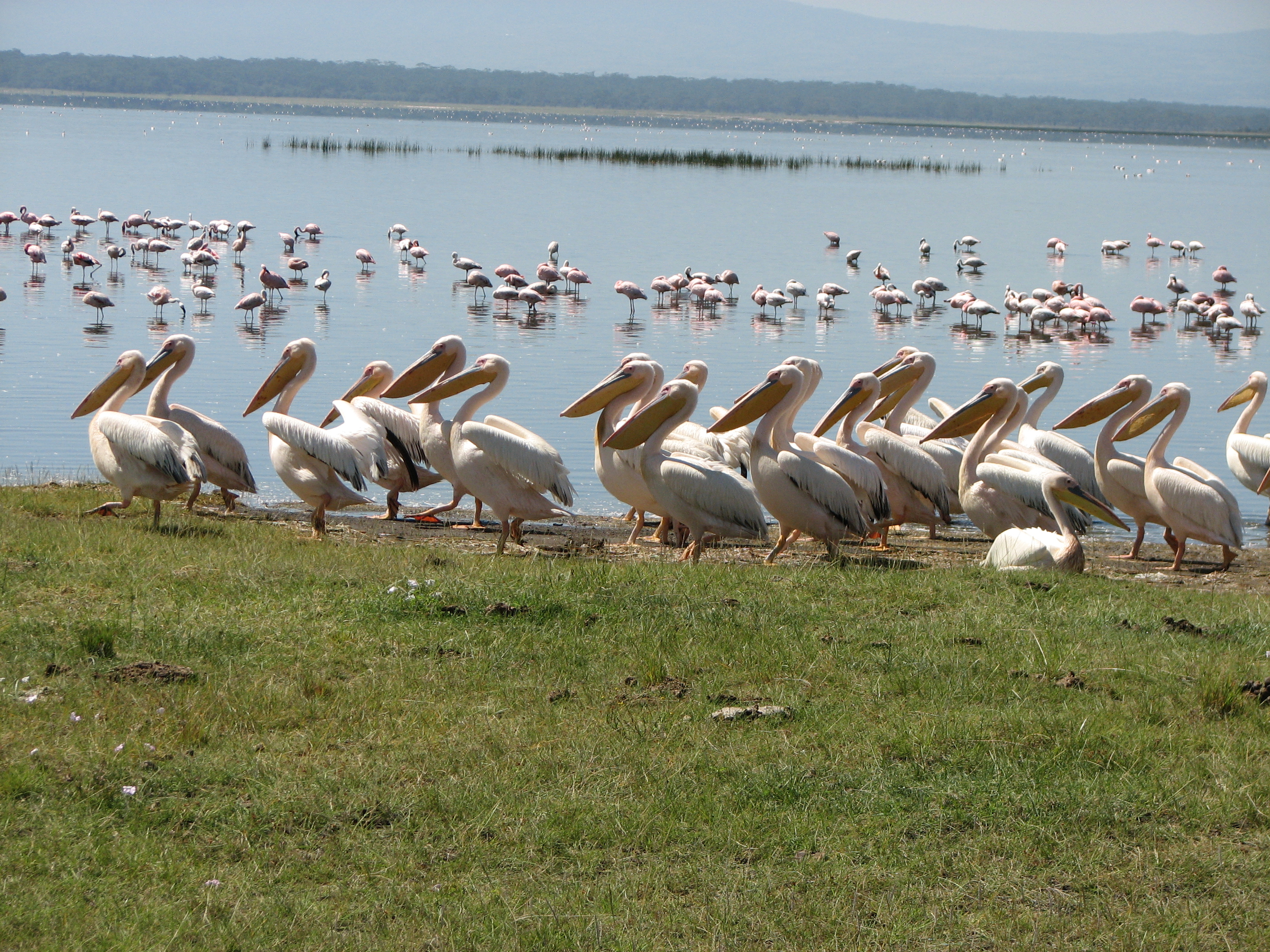 3 Day Manyara, Ngorongoro, Tarangire Safari