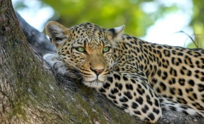 7 Day Serengeti Ngorongoro Manyara Safari