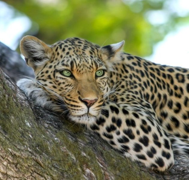 7 Day Serengeti Ngorongoro Manyara Safari