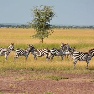 3 Days Serengeti Ngorongoro Safari