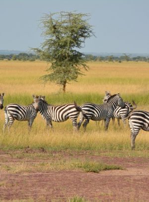 3 Days Serengeti Ngorongoro Safari