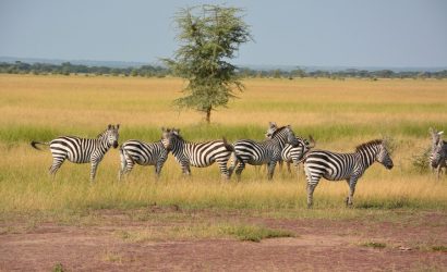 3 Days Serengeti Ngorongoro Safari
