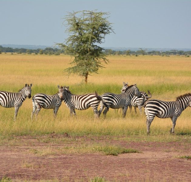 3 Days Serengeti Ngorongoro Safari