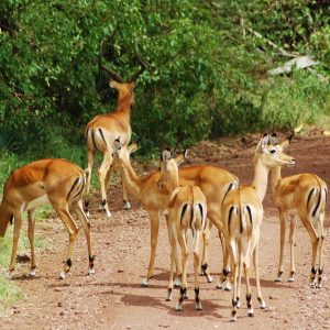 7 Day Northern Circuit Safari