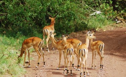 7 Day Northern Circuit Safari
