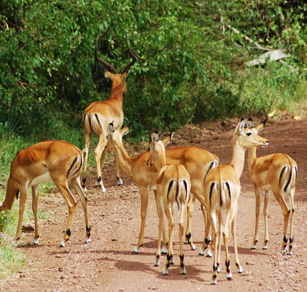7 Day Northern Circuit Safari