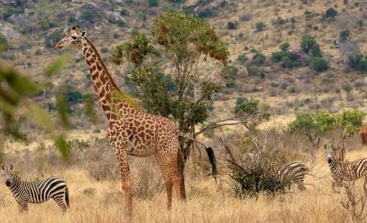 9 Days Kenya Adventure Safari
