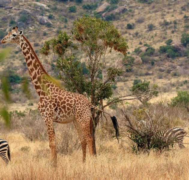 9 Days Kenya Adventure Safari