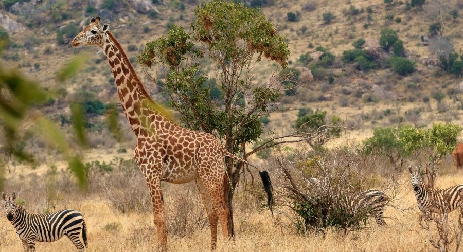 9 Days Kenya Adventure Safari
