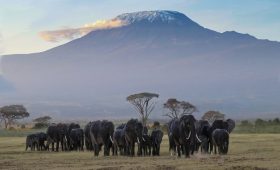 About Kilimanjaro