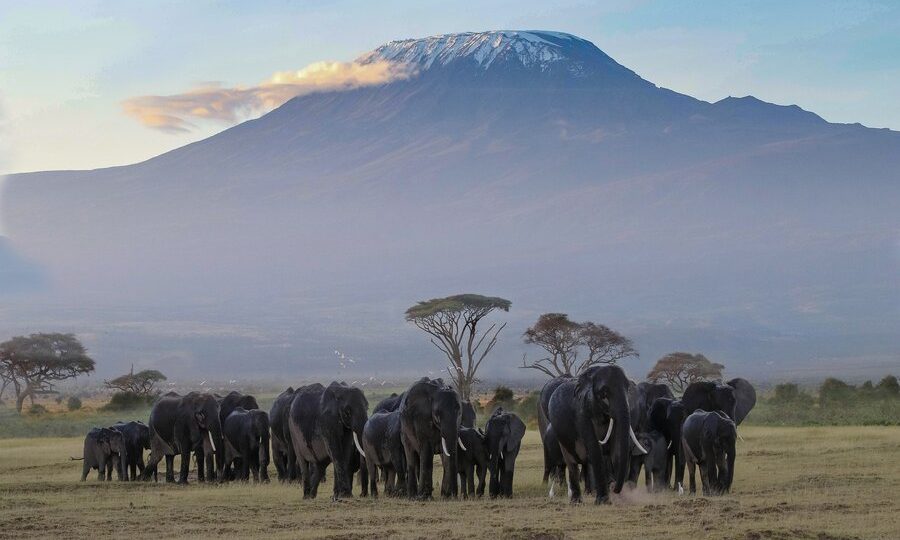 About Kilimanjaro