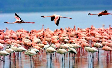 Lake Manyara National Park Flamingoes