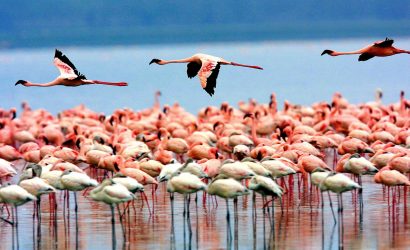 Lake Manyara National Park Flamingos