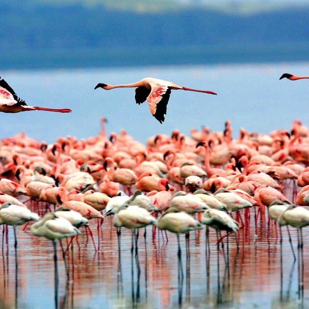 Lake Manyara National Park Flamingos