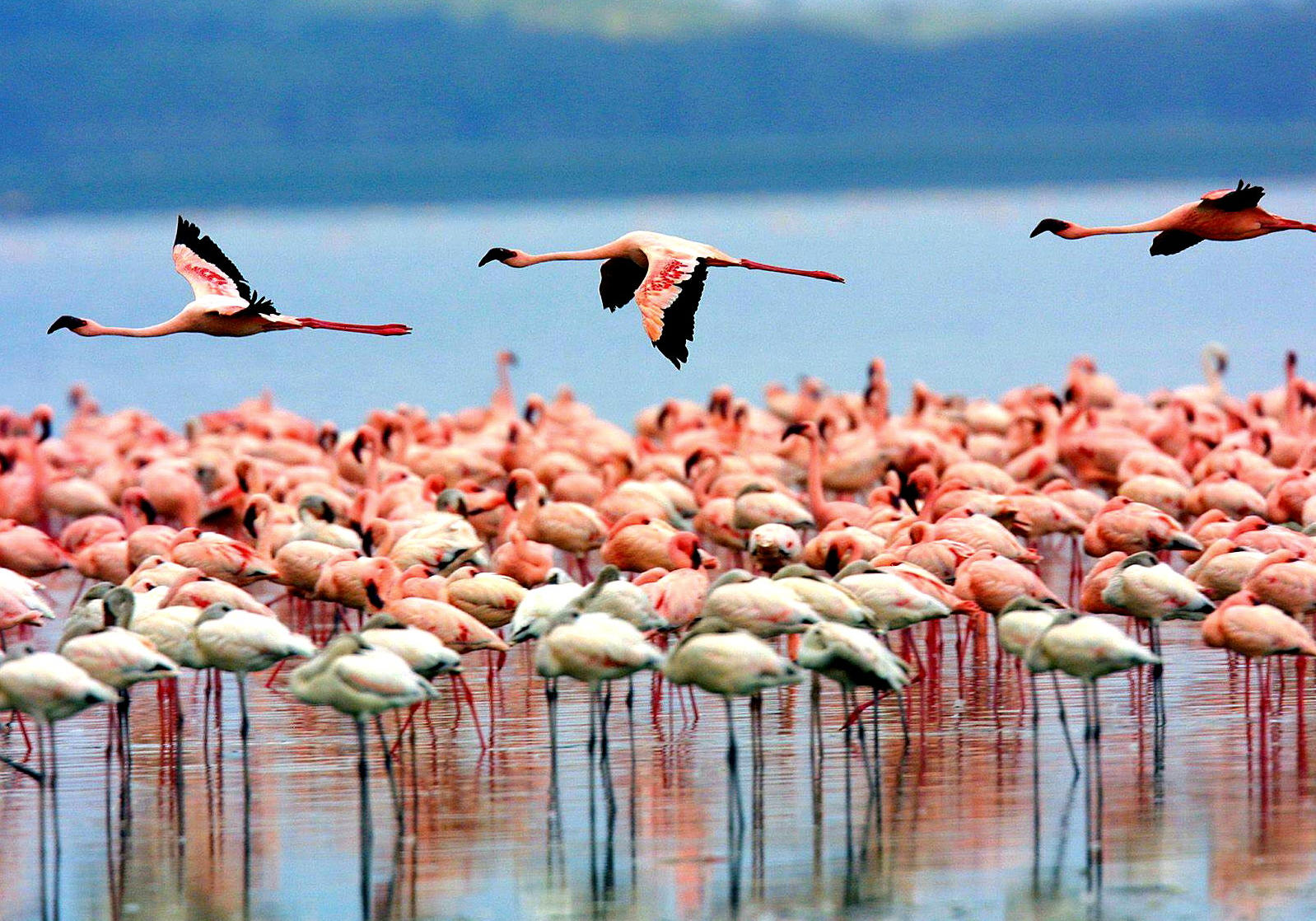 Lake Manyara National Park Flamingos