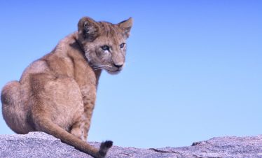 Lion Cub Resting on the rock in Serengeti