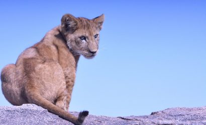 Lion Cub Resting on the rock in Serengeti