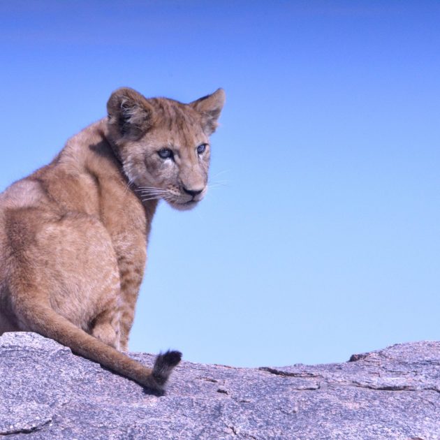 Lion Cub Resting on the rock in Serengeti