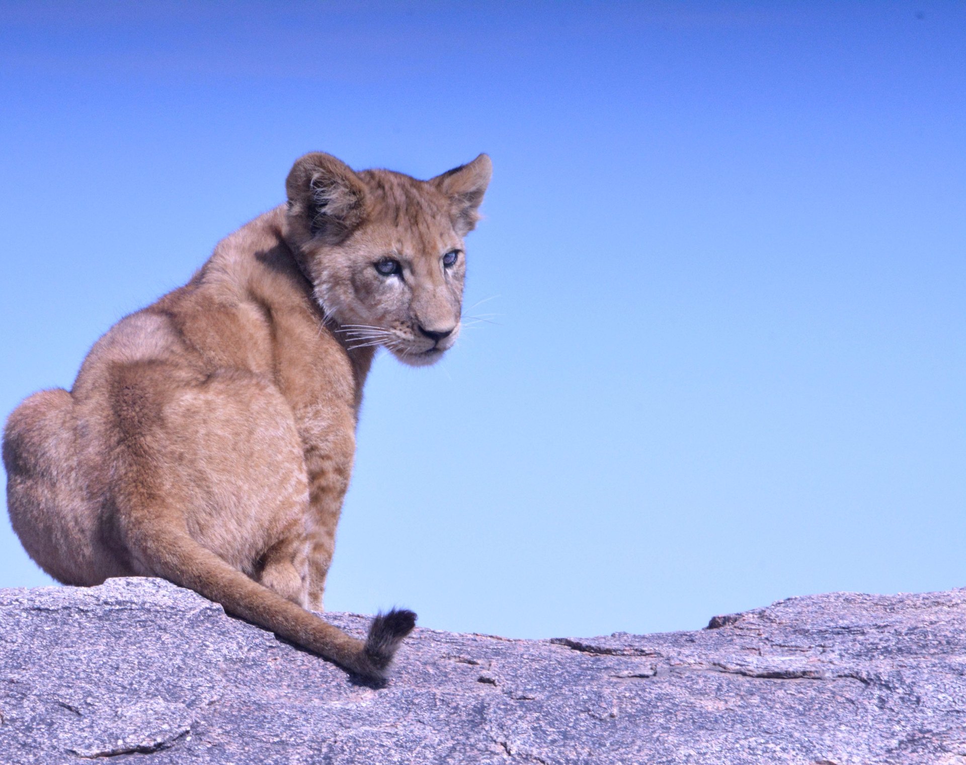 Lion Cub Resting on the rock in Serengeti