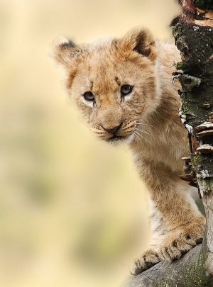 Lion Cub Watching, Serengeti, Tanzania