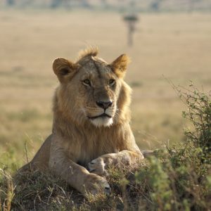 Ngorongoro Serengeti 4 Days Safari