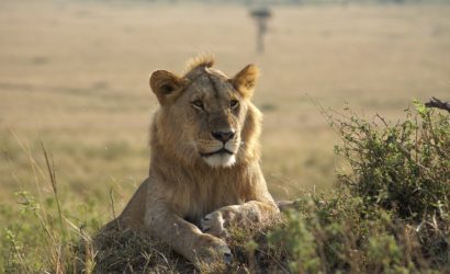 Ngorongoro Serengeti 4 Days Safari