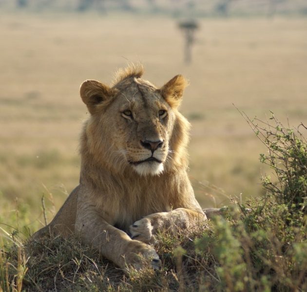 Ngorongoro Serengeti 4 Days Safari