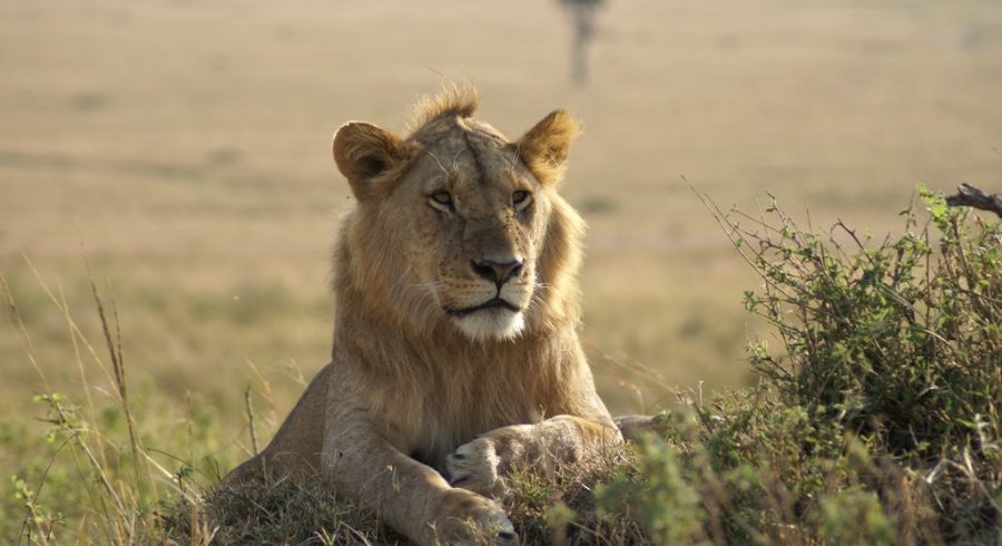 Ngorongoro Serengeti 4 Days Safari