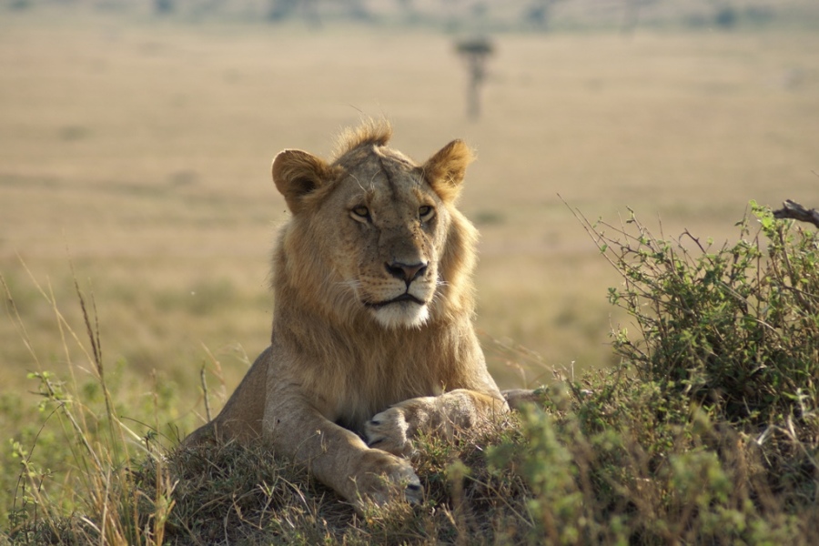 Ngorongoro Serengeti 4 Days Safari