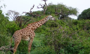 Twiga Lake Manyara Arusha Tanzania