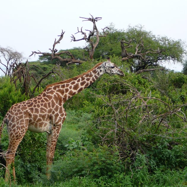 5 Day Manyara Serengeti Ngorongoro
